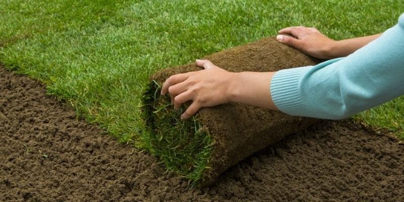 Thảm cỏ trên sân golf tươi tốt nhờ kỹ thuật trồng và chăm sóc tốt